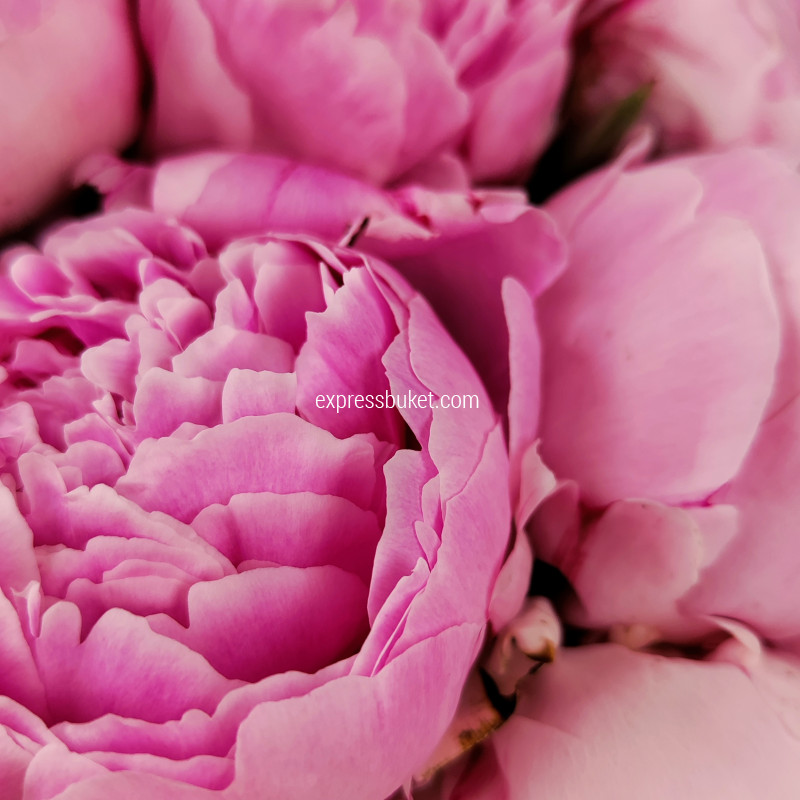 Розовые пионы 11 шт